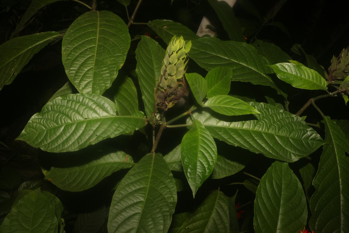 Pachystachys coccinea (Aubl.) Nees